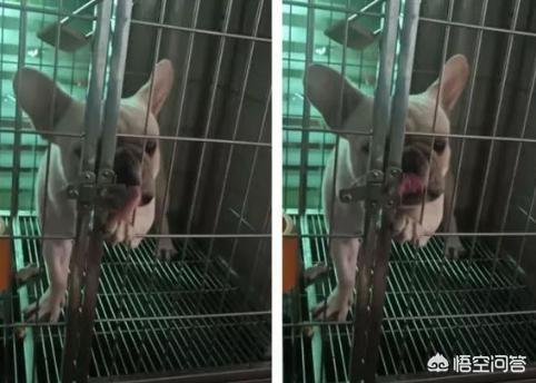 法牛犬:怎么惩罚法斗犬是不对的？