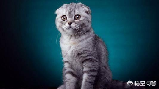 加拿大无毛猫:怎么买斯芬克斯无毛猫不会看好不好怎么买