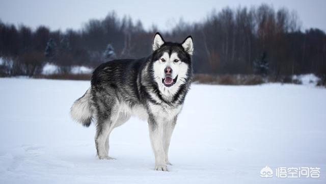 阿拉斯加克利凯犬性格:为什么养“阿拉斯加犬”的人越来越少？