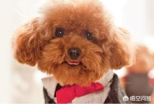 博洛尼亚犬的由来:哪些品种的狗长得很像，很容易被认错？