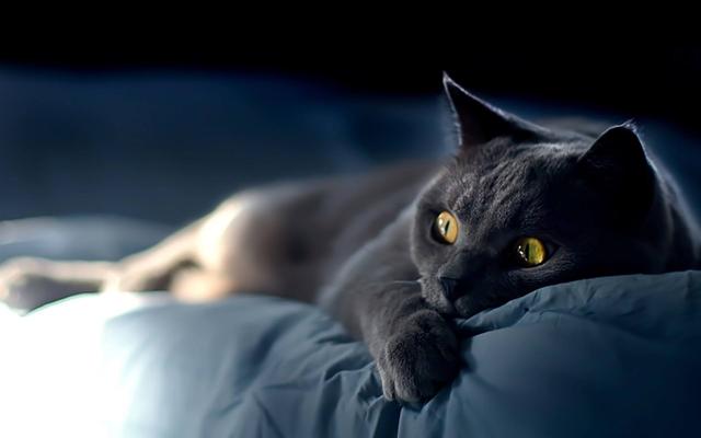 埃及猫的传说在古埃及:猫是什么时候传入我国的？