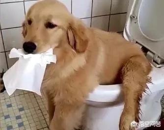豆柴犬自己盖被子:狗狗如厕的姿势可以看出性格吗？如果有，是怎样反映的？