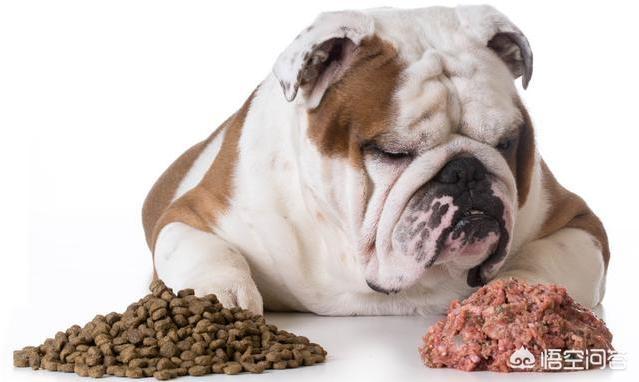 成年可卡吃什么狗粮好:英国斗牛犬吃什么狗粮好？