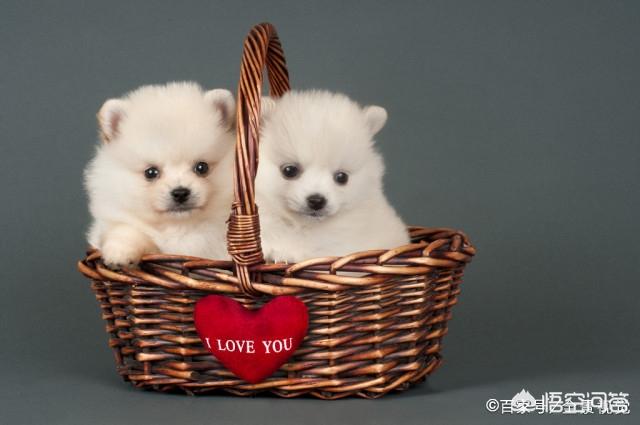 小博美犬不能吃什么食物:博美犬有什么缺陷？饲养时要注意什么？