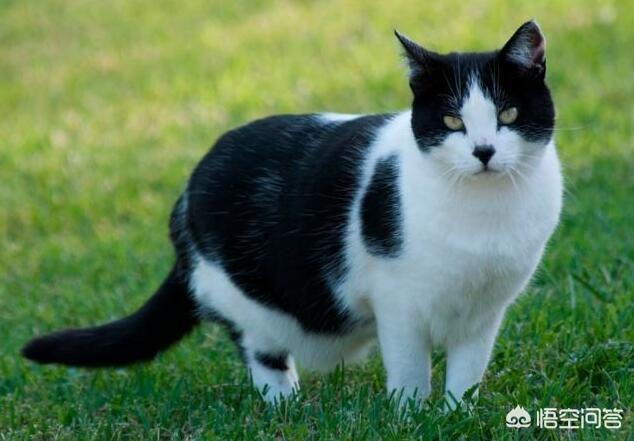 猫不吃雪诗雅罐头:雪诗雅猫罐头 猫为什么不爱吃猫咪，是主人害的吗？