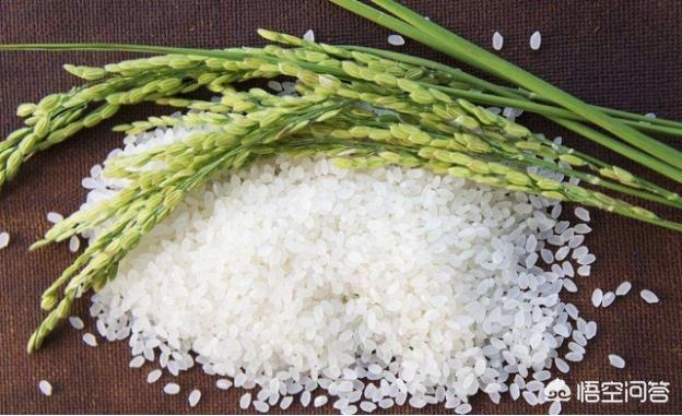 头条问答 - 农村种植水稻,稻种是长粒型的好还是椭圆形的好?