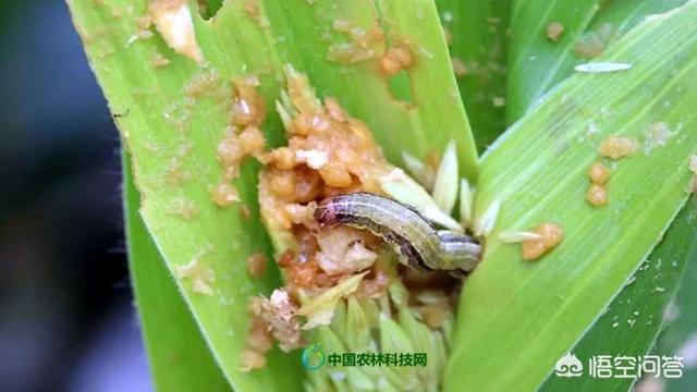 蜂鸟鹰蛾幼虫图片:小菜园里种的蔬菜生虫子，有不用打农药就能杀死虫子的办法吗？