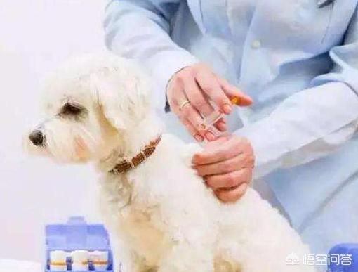 犬传染性气管支气管炎:狗狗容易得哪些传染病？都有什么症状？