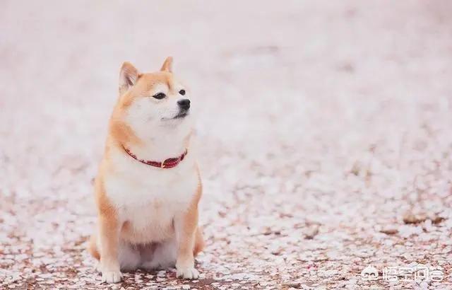 柴犬优缺点:中国的土狗和日本的柴犬比，输在那里？ 柴犬优缺点分析