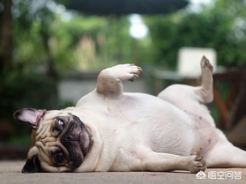 八哥狗图片搞笑卖萌:巴哥犬犯错后有哪些反应？