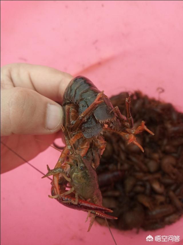 现在养龙虾是不是蛋白越高越好？
