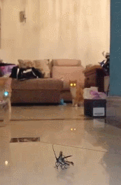 养猫好吗:养猫那么费钱，为什么还有那么多人养猫？