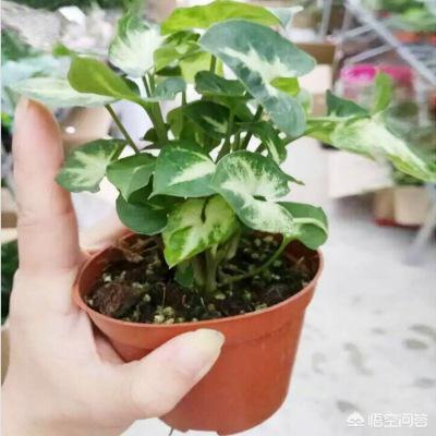 合果芋类植物:狮子头盆景叶子干枯什么原因？