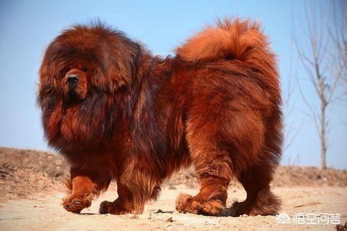 敖犬资料:流浪藏獒结成的大獒群，实力远超过大型狼群吗？