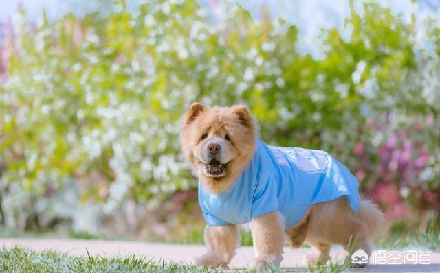 松师犬:松狮犬饲养新手养吗？为什么？