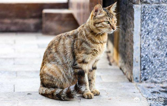 狸花猫宠物知识大全:名猫那么多，为什么有的人选择了狸花猫？ 狸花猫花色大全
