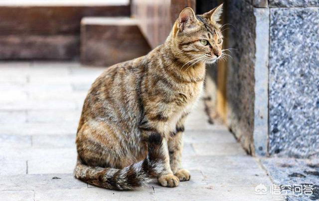 狸花猫是中国本土猫吗，怎样评价中国狸花猫与国外猫的区别，中国的狸花猫强在哪里