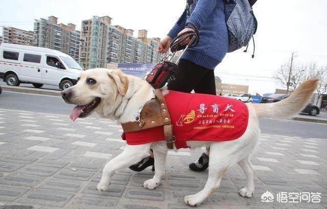 你家的狗是是“禁养犬”吗，不在城市禁养范围内的狗狗，你家在其中吗？