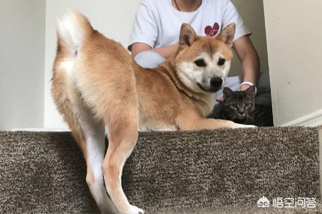 为什么不能养柴犬？