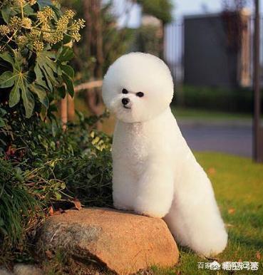 多久挤肛门腺:宠物狗肛门痒有什么办法？