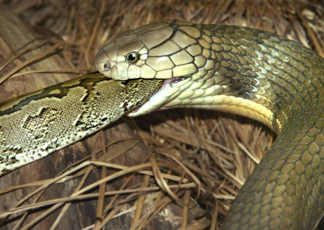 全长2米左右且无毒,食谱广泛,中文俗名:菜花蛇(湖南,湖北)