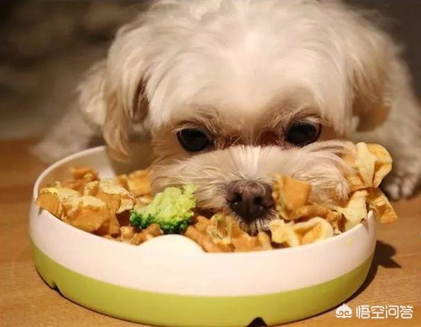 犬窝咳吃阿莫西林会好吗: 狗狗感冒怎么办最有效，狗狗感冒咳嗽怎么办？狗狗感冒怎么办？