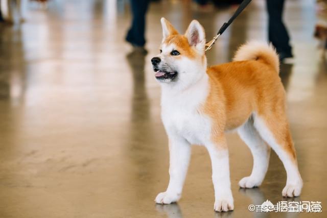 日本秋田犬图片:日本狗秋田犬和柴犬图片 为什么喜欢秋田犬的多，养的人却少？