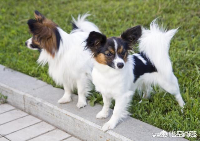 蝴蝶犬图片:蝴蝶犬图片幼犬多少钱 为什么养蝴蝶犬的人少了？