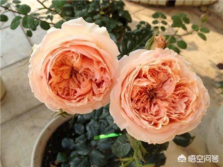 头条问答 直立性好 适合露天盆栽 多季节开花重瓣 抗病性稍好月季有哪些 12个回答