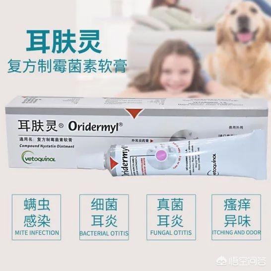 猫耳螨对人有什么症状:狗狗有耳螨是什么症状，狗耳螨都有那些症状？