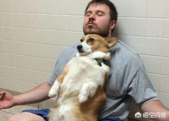 柯基犬智商:养柯基犬有那些好处与坏处？