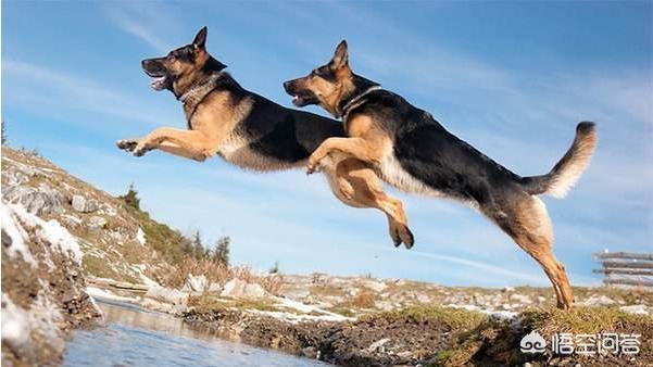 德国牧羊犬视频:为什么说德国牧羊犬最适合家养？
