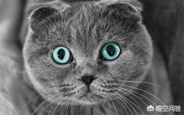 养猫指南百度文库:首次养猫，买了只两个月大的英短，有哪些知识您可以分享给我的？