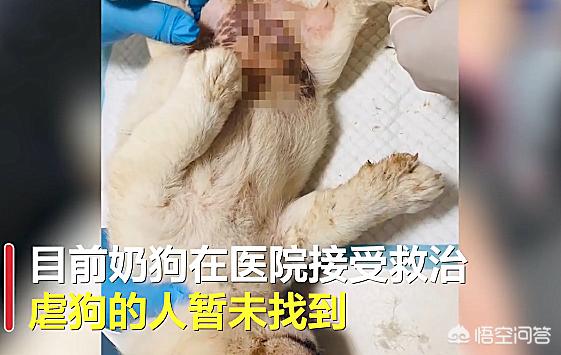 厦门宠物狗:厦门、深圳遛狗不栓绳无人管理，大狗小狗到处流窜，你怎么看？ 厦门卖狗的宠物市场在哪里