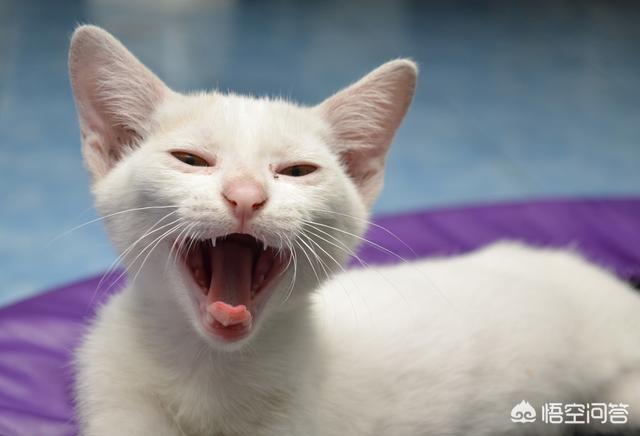 怎么看自己猫咪的品种:如何挑选到一只心仪的宠物猫？