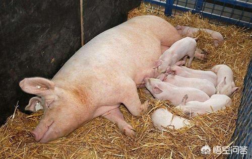 母猪生产推迟多久正常，母猪117天还不下崽，正常吗