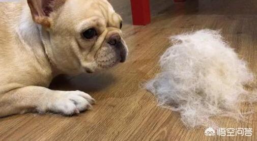沉默的斗牛犬贴吧:为何可爱的法斗这么少人养？ 萌萌的斗牛犬