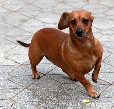 对幼儿友善的狗:对孩子不友善的小型犬有哪些？