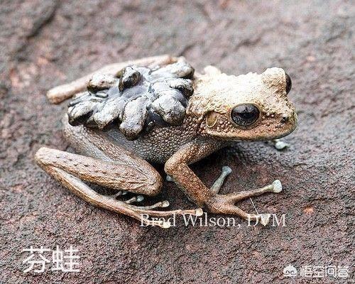 冷血动物有哪些热血动物有哪些:为什么冷血动物都没有感情？