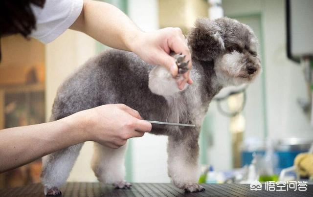 头条问答 贵宾犬有哪些弱点 4个回答