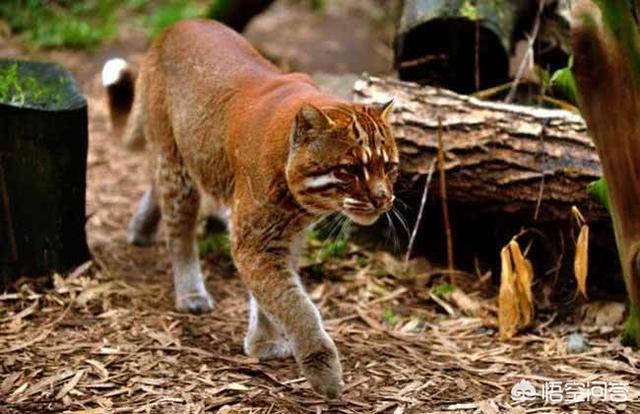 世界濒危动物华南:神秘的猫科动物，亚洲金猫即将灭绝，为何人类尽力挽救也没有用？