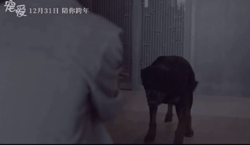 于和伟离婚:你觉得电影《宠爱》算烂片吗？你怎么看这部片子？