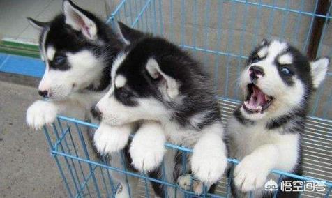 小柴犬图片小时候:柴犬的魅力到底有多大？你为什么养柴犬？