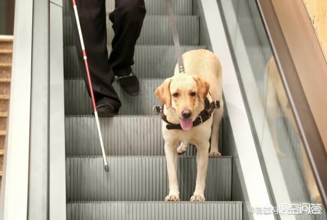 10大最好家庭伴侣犬排行:最常用与最常见的4种工作犬，你知道是哪几种吗？