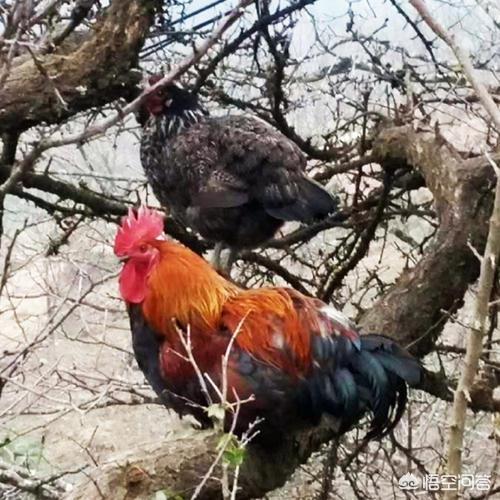 安第斯山猫可以养殖吗:现在农村散养的土鸡很受欢迎也好卖，为什么养的人不多？