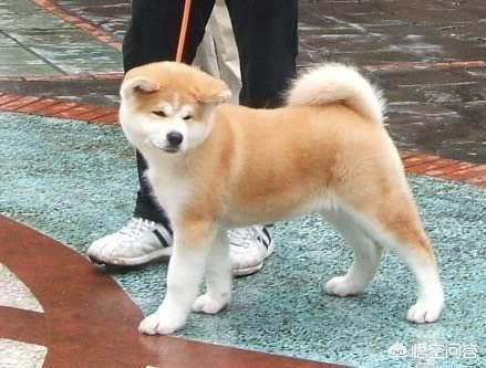 日本秋田犬价格:秋田犬价格为什么那么昂贵？ 日本秋田犬价格大连