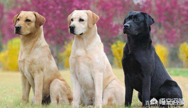 拉布拉多犬视频:养拉布拉多的过程中，哪些行为是在“害死”它？ 拉布拉多犬视频播放