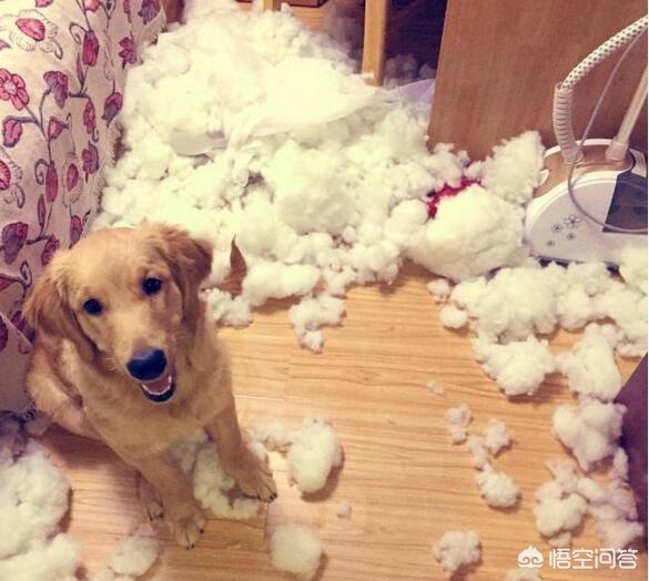 金毛犬的喂养:几个金毛犬的喂食注意事项？