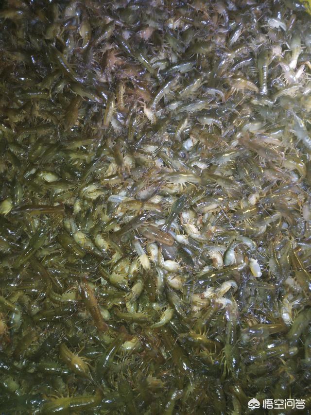 大米糠是否可以给小龙虾吃，小龙虾喜欢吃哪些植物性饵料和动物性饵料