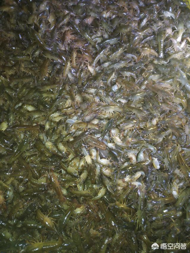 我手秃鹫的活饵:野钓喜欢用活饵还是商品饵？